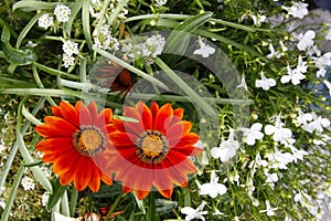 Gazania Daybreak, Lobelia and Alyssum flowers