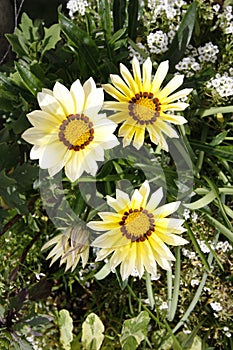 Gazania Daybreak and white Alyssum flowers