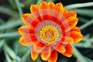 Gazania Flower