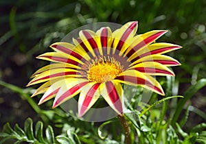 Gazania flower