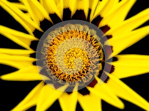 Gazania Flower