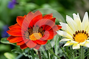 Gazania flower or african daisy in a garden