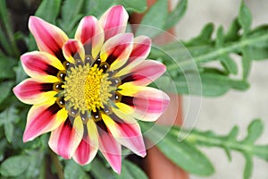 Gazania flower blooming in the garden (Treasure flower)