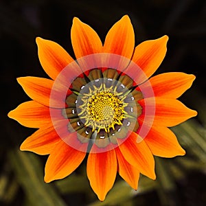 Gazania flower at close range