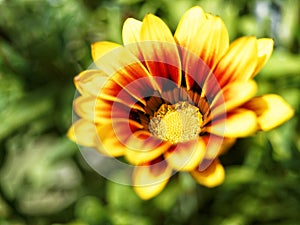 Gazania flower closeup