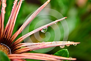 Gazania flower and droplet