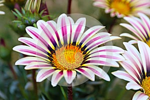 Gazania Flower field Gazania rigens macro shot