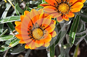 Gazania flower of Fuerteventura