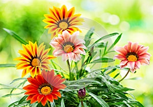 Gazania flower