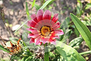 Gazania flower photo