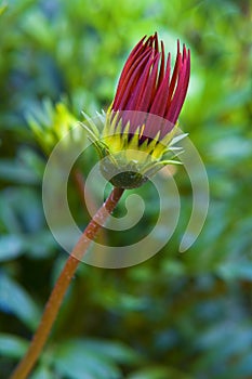 Gazania flowerhead bud in a garden in Kibbutz Kfar Glikson northwest Israel