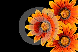 Gazania flowers