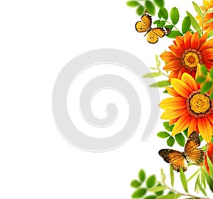 Gazania flowers and butterflies in a floral border composition on white background