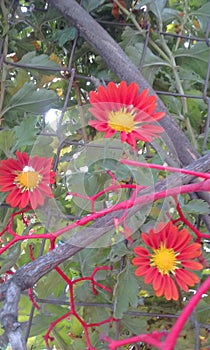 Gazania flowers girasoles de africa photo