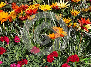 Gazania flowers and more plants for sale at market photo