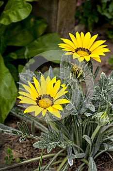 Gazania flowers are yellow in June (L.Gazania splendens