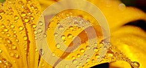 Gazania krebsiana flower