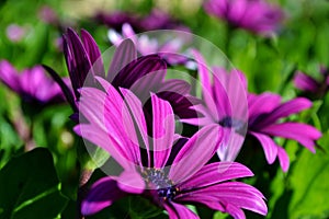 Gazania krebsiana flower