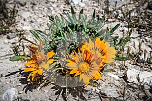 Gazania linearis heterochaeta flowers in desert. Gazania is ornamental flowering plant in the Asteraceae family