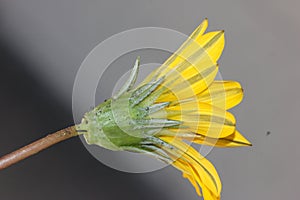 Gazania linearis, Treasure flower,