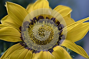 Gazania rigens cultivar, treasure flower