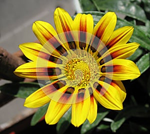 Gazania rigens, family Asteraceae.