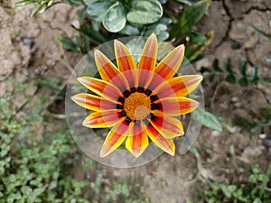 Gazania Rigens flower