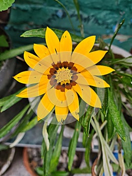 Gazania Rigens Flower with Beautiful Yellow Color