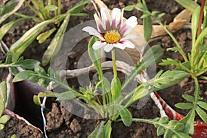 Gazania rigens flower on pot in farm