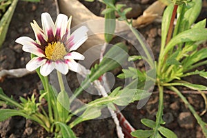 Gazania rigens flower on pot in farm