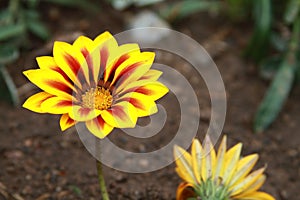 Gazania rigens Moench yellow flower