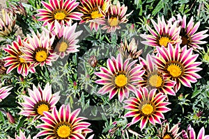 Gazania rigens open in sunlight.