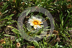 Gazania rigens with yellowish white flower