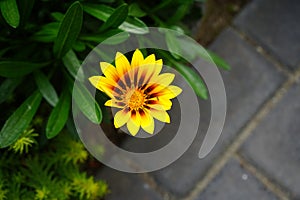 Gazania`s bright flowers open at noon, giving it another name - the midday sun. Berlin, Germany