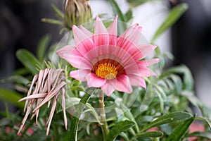 Gazania splendens kiss rose (Gazania rigens) flower among green foliage : (pix Sanjiv Shukla)