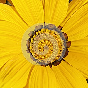 Gazania splendens, Treasure flower