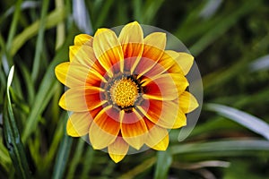 Gazania Yellow flower in closeup