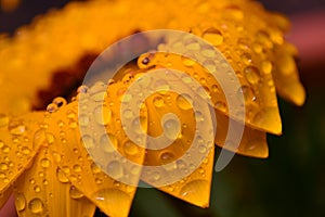 Gazania yellow flower droplet