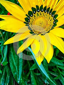 Gazania yellow flower outdoor photo