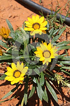 Gazania Yellow Flowers