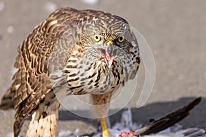 Gaze of a bird of prey goshawk after hunting its prey.