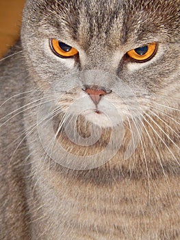 Starren aus Katze. haustier fest auf der etwas nahe 