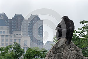 Gaze-Chimpanzee-Pan troglodytes