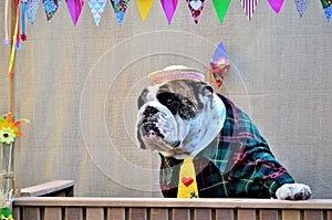 Gaze of a hillbilly english bulldog in the kissing booth at the canine june party...