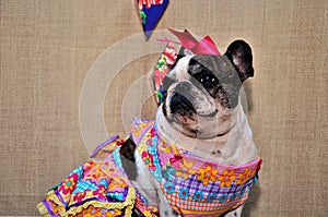 Gaze of a hillbilly french bulldog in a dress and colorful bow on her head at the junina canina party