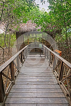 Gazebo in the jungle