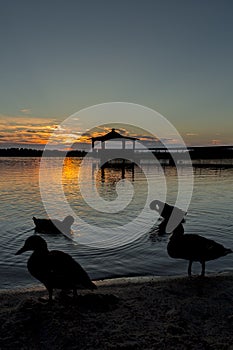 Gazebo in Lake with Mallard Ducks in Water