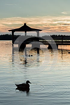 Gazebo in Lake with Mallard Ducks in Water