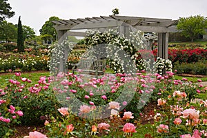 Gazebo trellis surrounded by roses in bloom