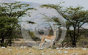 Gazel antelope in Africa savannah wild nature